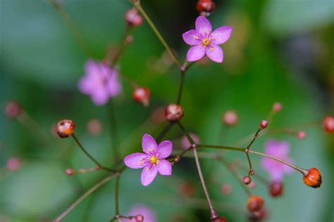 三時花|律儀に毎日決まって3時に、ピンクの小さな花が開く。